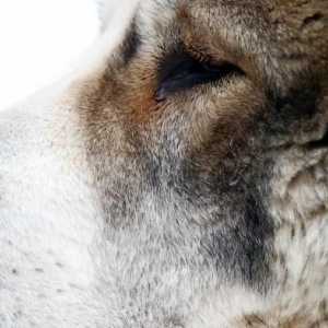 Central Asian Shepherd: fotografija, opis pasmine, opis, recenzije. Hranjenje štenaca…