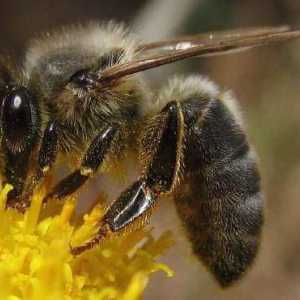 Središnja ruska pčela: karakterističan, opis, fotografija