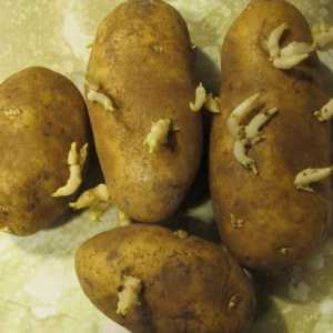 Srednje zreli krumpir `Aurora`: opis sorte. Uzgoj na području Rusije
