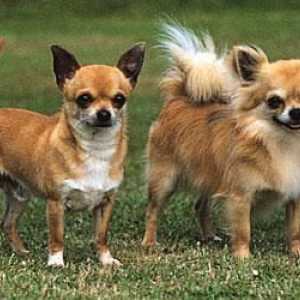 Chihuahua pasmina standard: opis i fotografija
