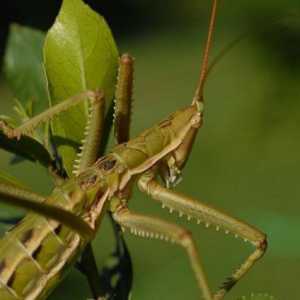 Steppe Dibble - Ugrožena Grasshopper