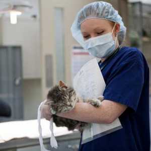 Sterilizacija mačke: skrb nakon operacije. Pro i kontra sterilizacije
