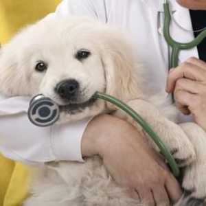 Sterilizacija pasa: plusi i minusi, konzultacije veterinara
