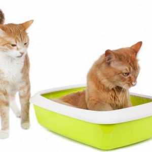 `Zaustavite cistitis` za mačke: cijenu, upute i reference