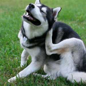 "Zaustavljanje" za pse (suspenzija, prskanje): upute, recenzije