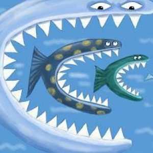 Čudni san: riba jede ribu! Što to znači?