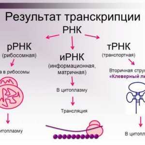 Struktura i funkcija DNA i RNA (tablica)