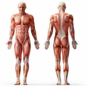Struktura i klasifikacija ljudskih mišića