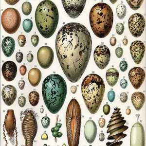 Struktura ptičjeg jaja: shema, značajke