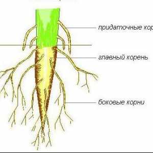 Struktura korijena biljke. Značajke strukture korijena