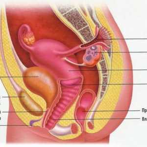 Struktura ženskog reproduktivnog sustava: anatomija, fiziologija