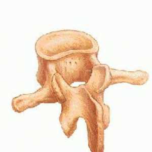 Struktura kralježaka. Značajke strukture kralježaka vratne, prsne i lumbalne kralježnice