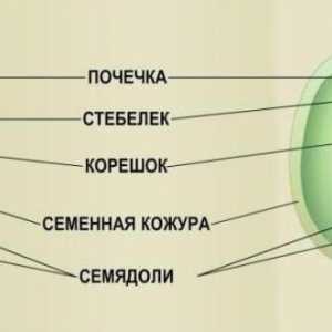 Struktura sjemena jabuke, bundeve i suncokreta: fotografija, shema