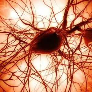 Struktura središnjeg živčanog sustava. Živčana vlakna