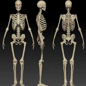 Struktura i funkcije ljudskog kostura. Struktura kostura