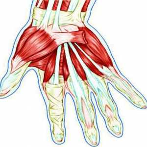 Tetive ruku: anatomska struktura, upala i oštećenja