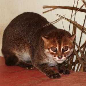 Sumatranska mačka: opis vrsta