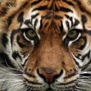 Sumatranski tigar: opis, uzgoj, stanište