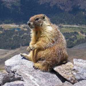 Marmot (bobak) je vrijedna životinja