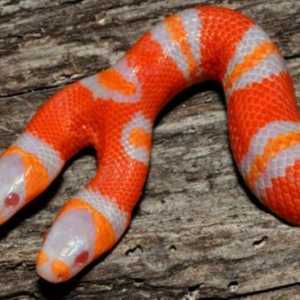 Postoji li zmija s dvostrukom glavom? Dvije glave albino zmija
