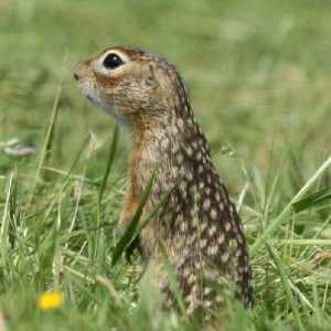Grassy gopher: opis životinje