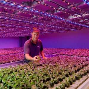 LED svjetiljka za staklenike i zatvorene biljke: savjeti o izboru i povratne informacije