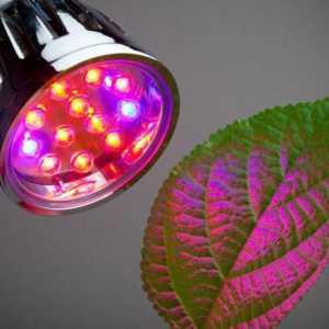 LED za biljke, raspon LED svjetiljki
