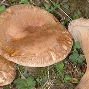 Svinja - gljiva čija je korisna svojstva neprocjenjiva