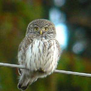 Owl Passerine: način života. Sila kod kuće