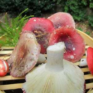 Uskrsli ukiseljeni gljive: recept za soljenje gljiva