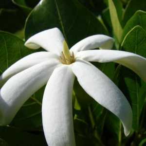 Tahitian Gardenia: fotografija, opis, njega