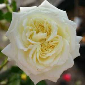 Takva neobična i romantična ruža Elf se prianja!