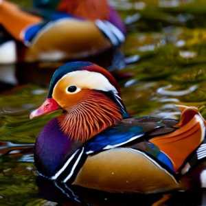 Talisman ljubavi i vjernosti `mandarinski patka `, feng shui: vrijednost, značajke lokacije…