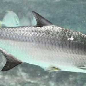 Tarpon je riba za sportski ribolov. Opis vrsta, strukture i staništa.