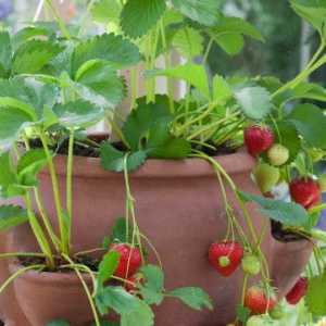 Tehnologija uzgoja jagoda kod kuće