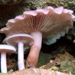 Tijela gljiva formiraju se što? Značajke strukture tijela gljive