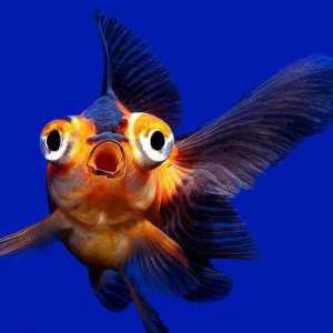 Teleskop (akvarijska riba): njegu i održavanje