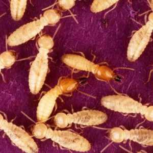 Termite - što je to? Gdje žive termiti i što jedu?
