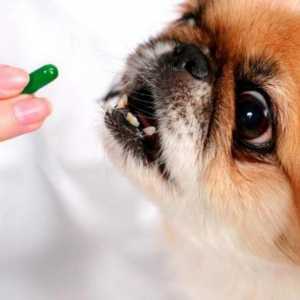 "Tetravit": upute za uporabu za životinje. Vitamini za kućne ljubimce