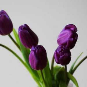 Tulipani su ljubičaste - što oni znače? Boja purpurnih tulipana kao simbol vjernosti