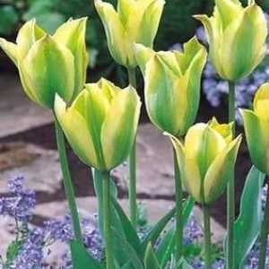 Tulipani: sadnja u jesen. Savjeti za iskusnog vrtlara