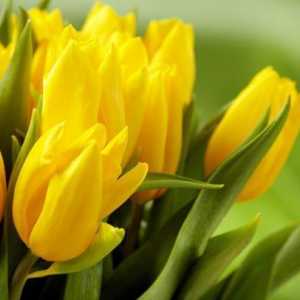 Tulipani. Vrste tulipana: nazivi i opisi