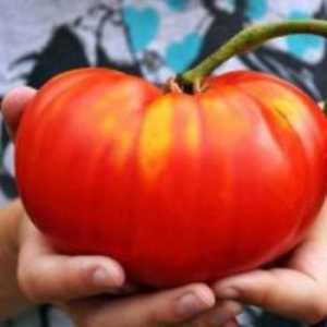 Tomato Alsu: opis ocjena, fotografija, recenzija vrtlara