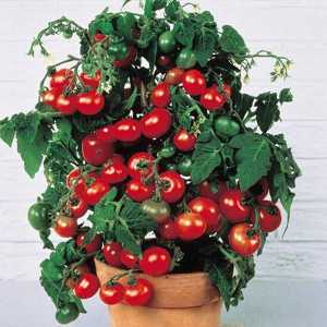 Tomato `bonsai`: opis, karakteristike, recenzije. Uzgoj rajčice na balkonu