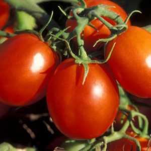 Tomato De Barao: opis, uzgoj i prinos