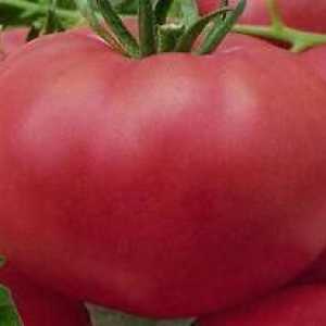 Rajčica rajčice: karakteristike i opis sorte. Svjedočanstva vozača kamiona