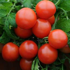 Tomato `hrast `: opis, odgovori i fotografije