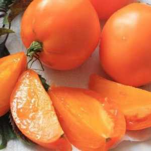 Tomato `southern tan` je lider među žutom