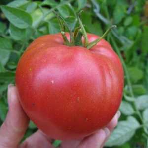 Kardinalni rajčica: Karakteristike, Opis sorte, Specifičnosti uzgoja i njege