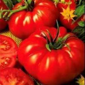Kralj kraljeva rajčica: recenzije ljetnih stanovnika